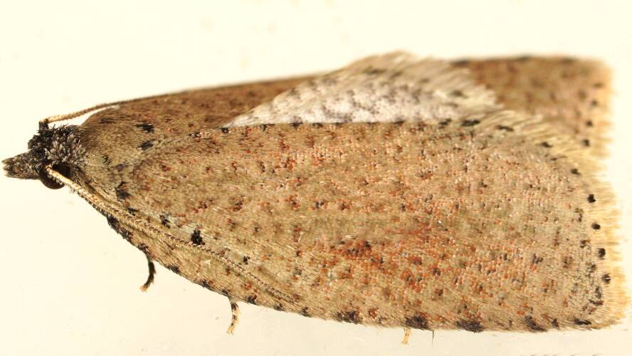 Trailing-spotted Tortrix Moth (Meritastis polygraphana)