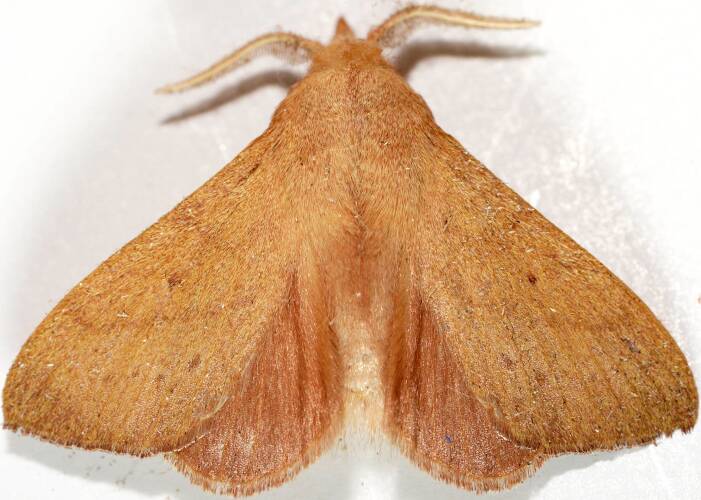 Wattle Snout Moth (Pararguda nasuta)