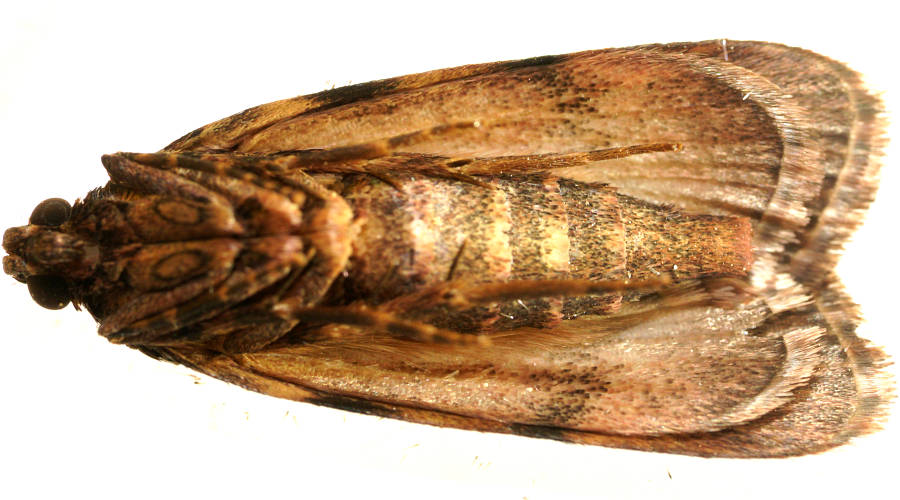 False-tongue Moth (Mimaglossa habitalis)