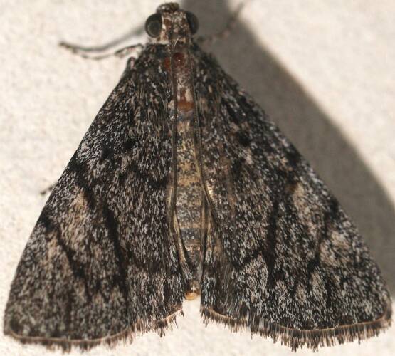Unnamed Pyralid Moth (Enchesphora sp ES01)