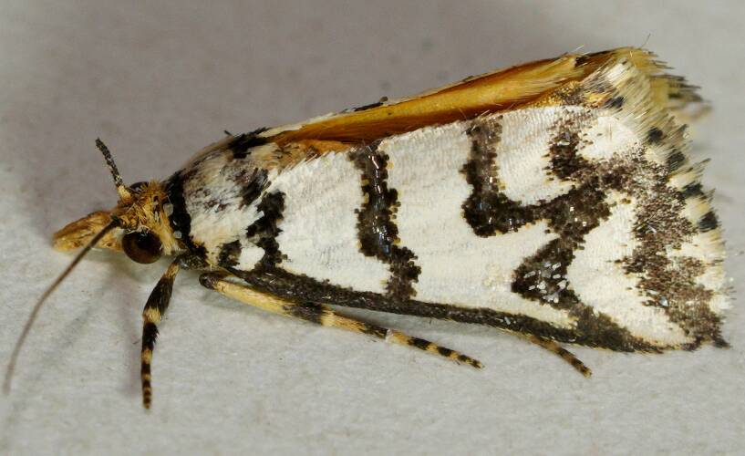 Beautiful-skinned Snout Moth (Hednotodes callichroa)