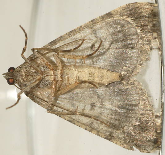 Grey Bark Moth (Lipogya exprimataria)