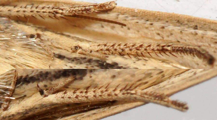 Single-lined Noctuid (Leucania stenographa)