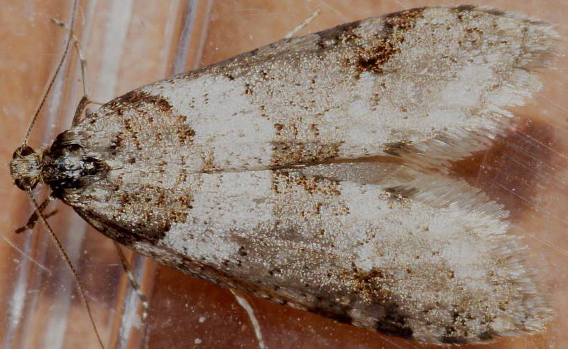 Case Moth (Lepidoscia heliochares)