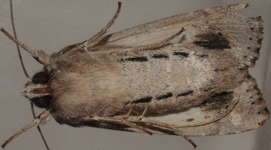 Inland Armyworm (Persectania dyscrita)