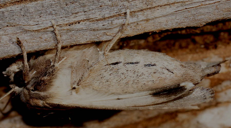 Inland Armyworm (Persectania dyscrita)