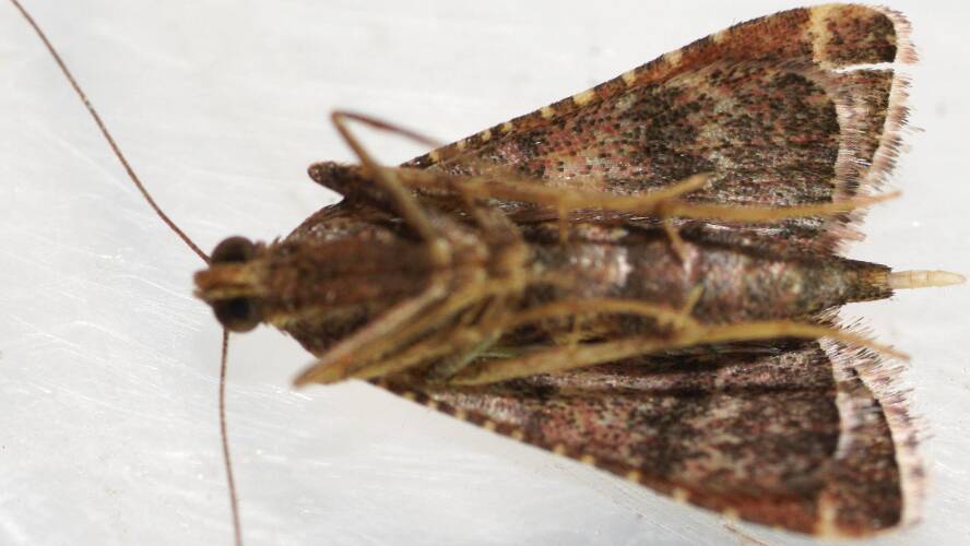 Legume Moth (Endotricha puncticostalis)