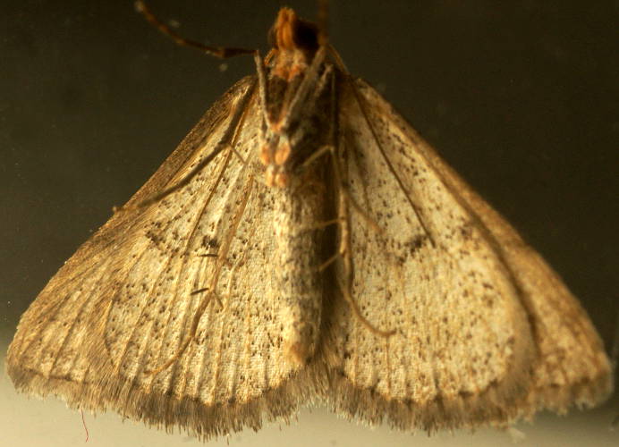Ochre-headed Taxeotis Moth (Taxeotis exsectaria)