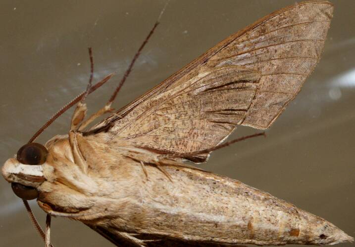 Vine Hawk Moth (Hippotion celerio)