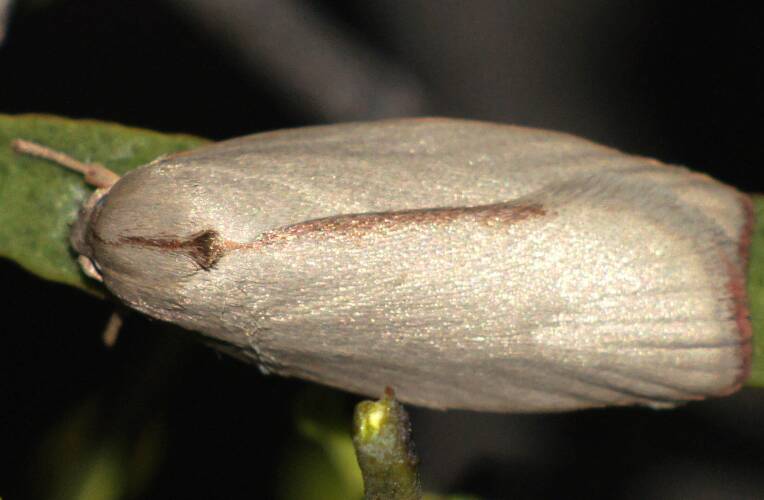 Pale Wingia Moth (Euchaetis sp ES01)