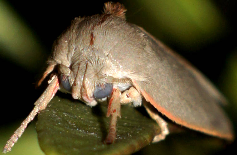 Pale Wingia Moth (Euchaetis sp ES01)
