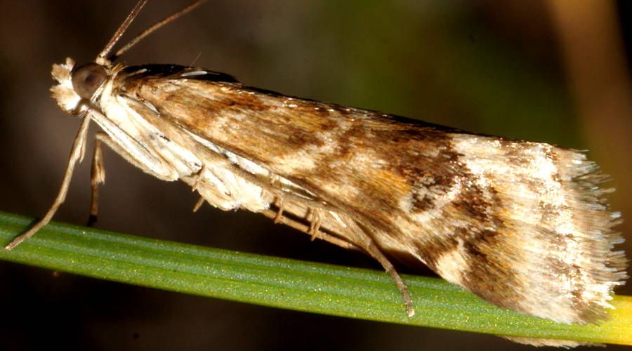 Cabbage Centre Grub Moth (Hellula hydralis)