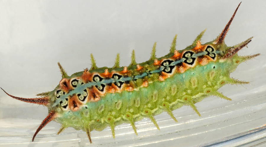 Four-spotted Cup Moth (Doratifera quadriguttata)
