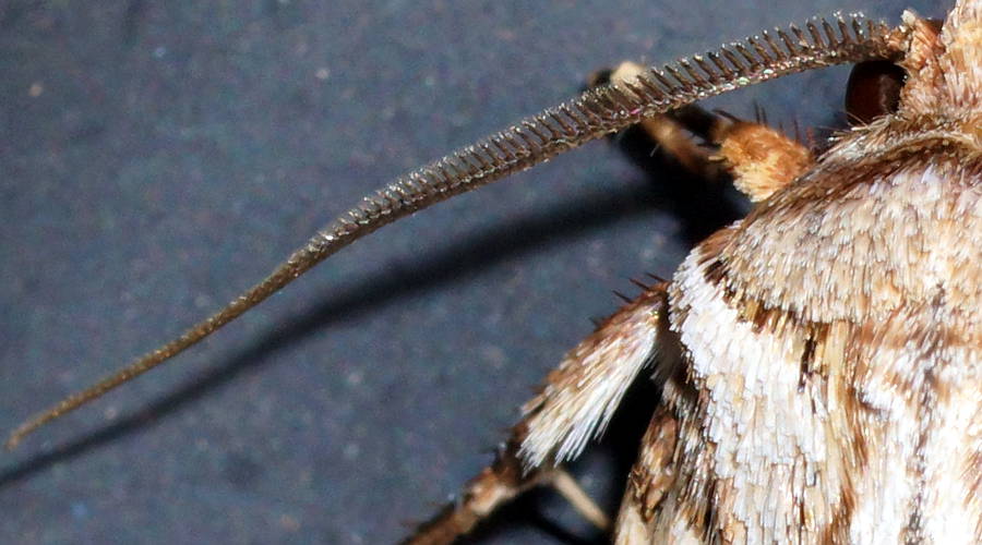 Brown Cutworm Moth (Agrotis munda)