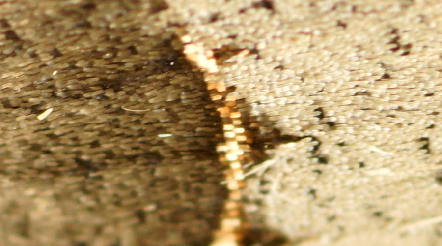 Gold Threaded Panty Moth (Pantydia MoV1)