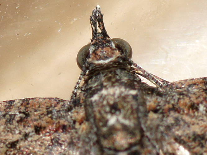 Pome Looper Moth (Pasiphilodes testulata)