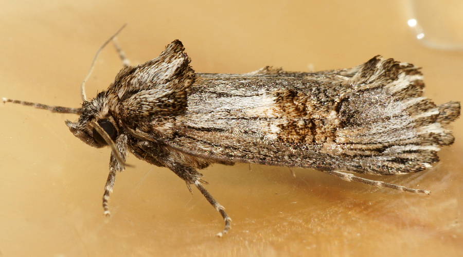 Tufted Wood Moth (Archaeoses pentasema)
