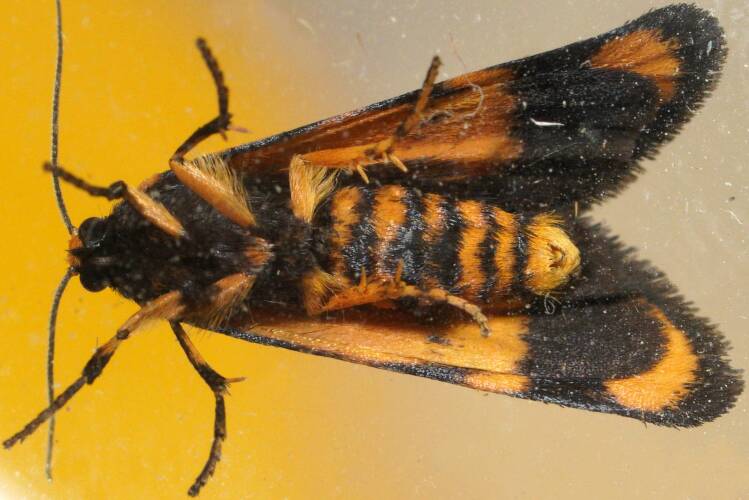 Undescribed Lichen Moth (Eutane ANIC1)