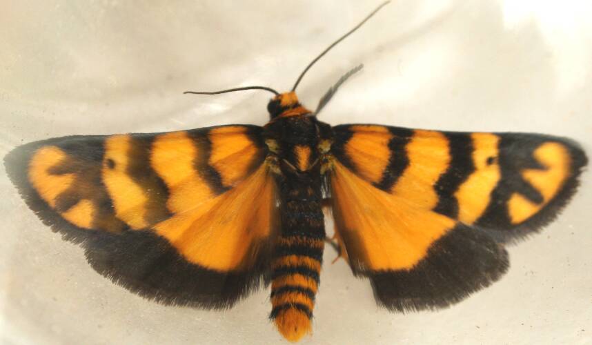 Undescribed Lichen Moth (Eutane ANIC1)