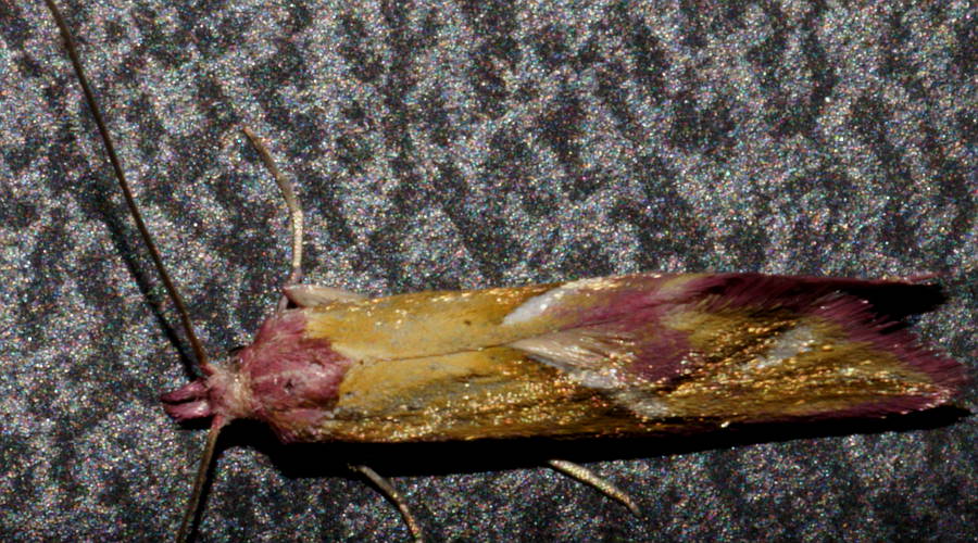 Pink Tufted Moth (Heliocosma anthodes)