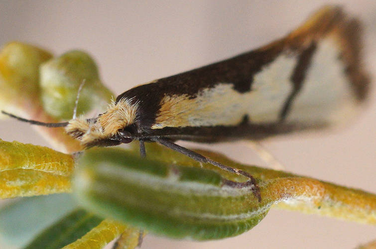 Ladder-marked Twirler Moth (Diapatela semophanes)
