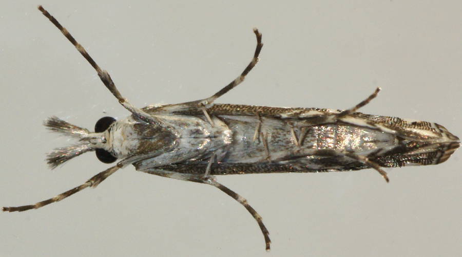 Metallic Grass Webworm (Hednota eremenopa)