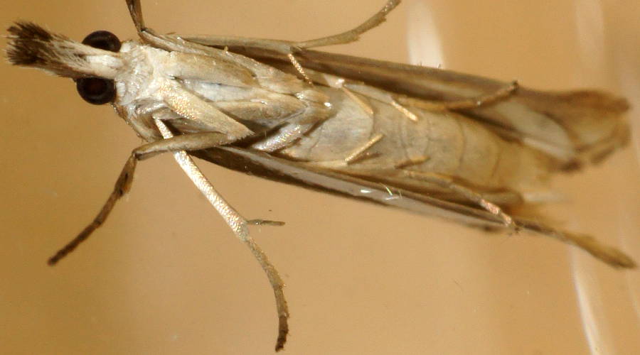 Grass Webworm (Hednota enchias)