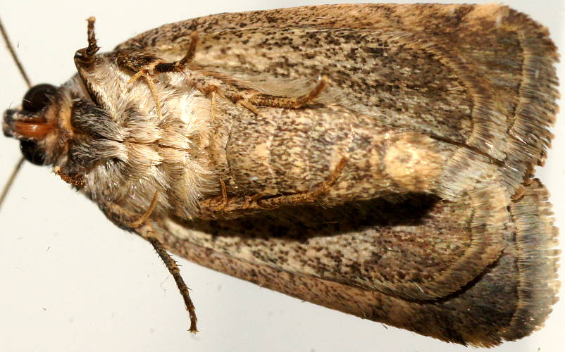 Ragged-banded Owlet Moth (Thoracolopha atmoscopa)