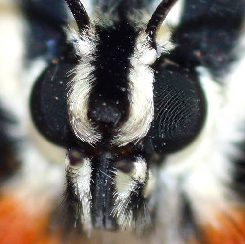 Mistletoe Moth (Comocrus behri)