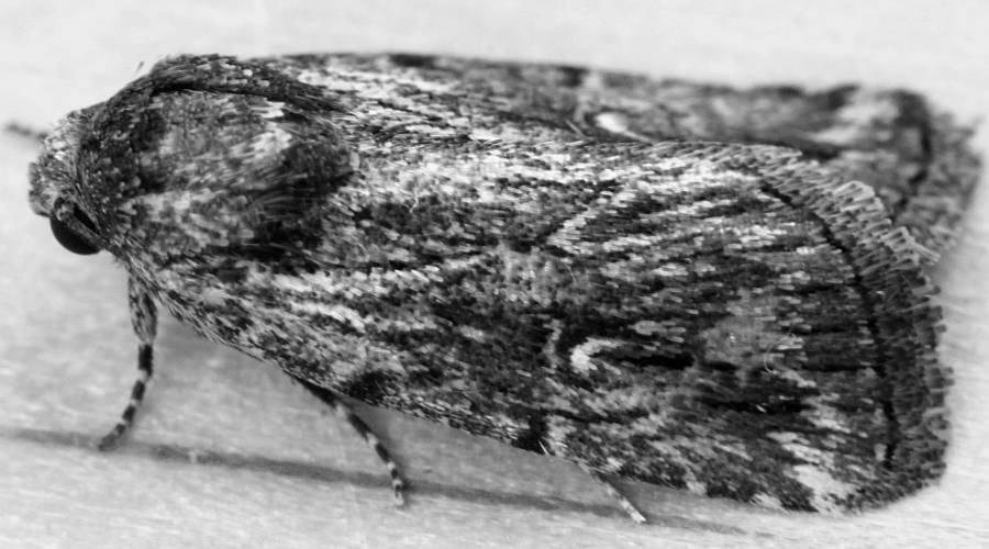 Ragged-banded Owlet Moth (Thoracolopha atmoscopa)
