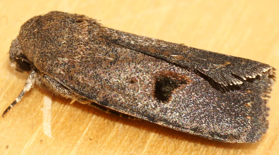 Black Crescent Owlet Moth (Thoracolopha sp ES06)