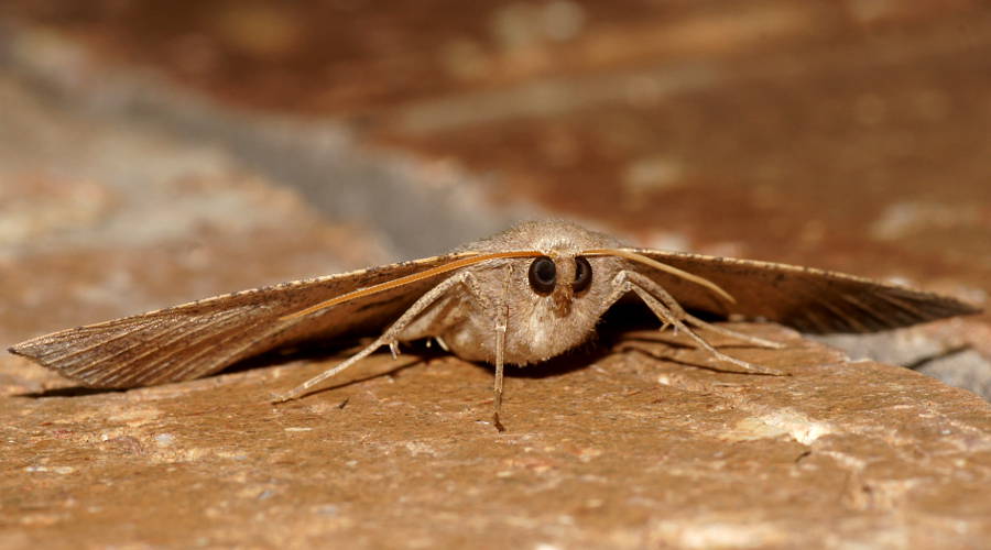 Bracken Moth (Idiodes apicata)