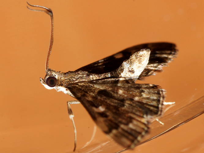 Antler Moth (Nacoleia rhoeoalis)