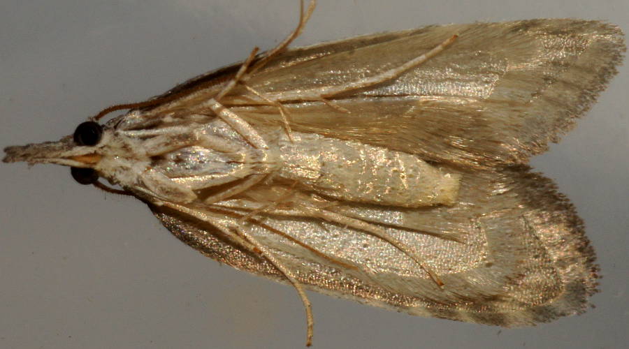 Well-beaked Tuft-moth (Nola eurrhyncha)
