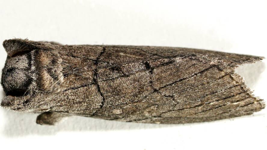 Bat-eared Snub-moth (Discophlebia ANIC1)