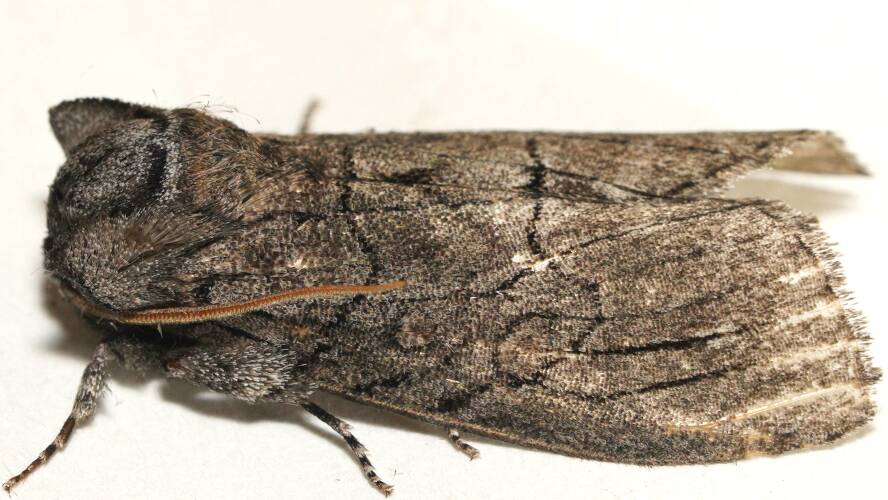 Bat-eared Snub-moth (Discophlebia ANIC1)