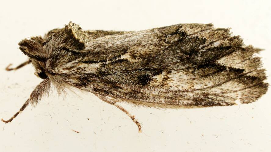 Prominent Zig-zag Moth (Commonia hesychima)