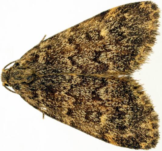 Rock Lichen Moth (Halone sp ES01)