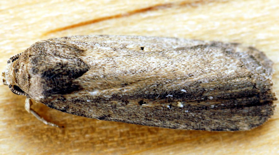 Spotted Owlet Moth (Athetis tenuis)