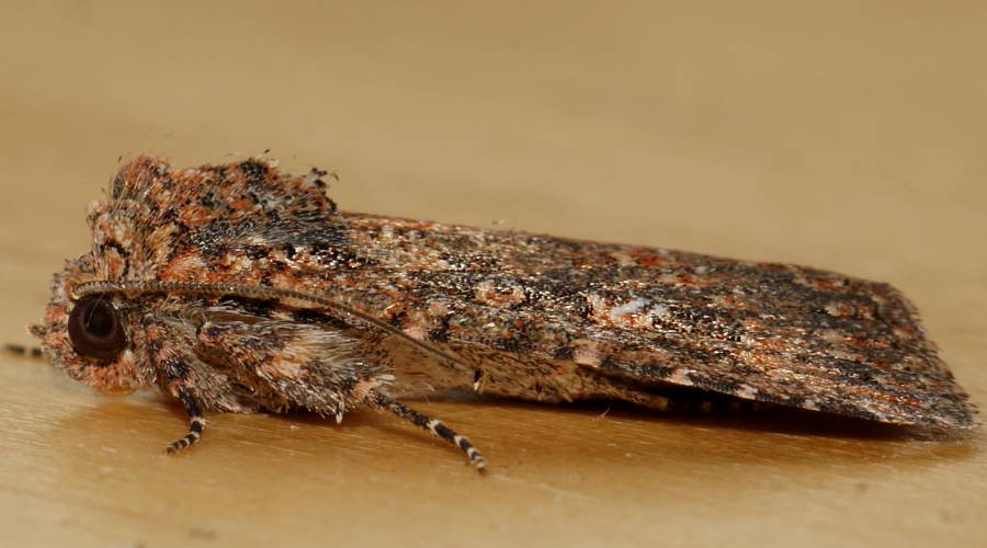 Red Flecked Owlet Moth (Hypoperigea tonsa)