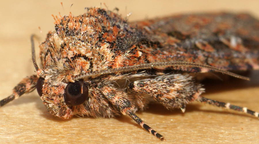 Red Flecked Owlet Moth (Hypoperigea tonsa)