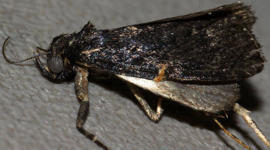 Black Pyralid (Stericta carbonalis)