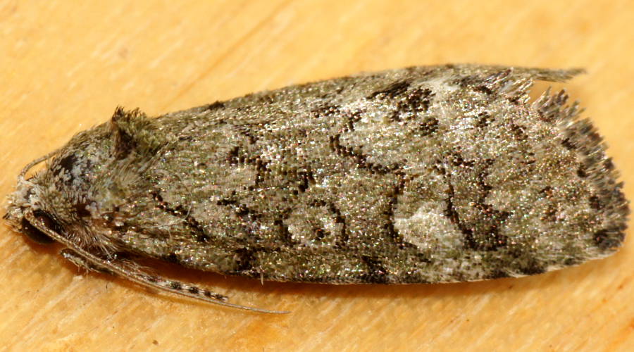 Lichen Double-spot Moth (Epicyrtica lathridia)