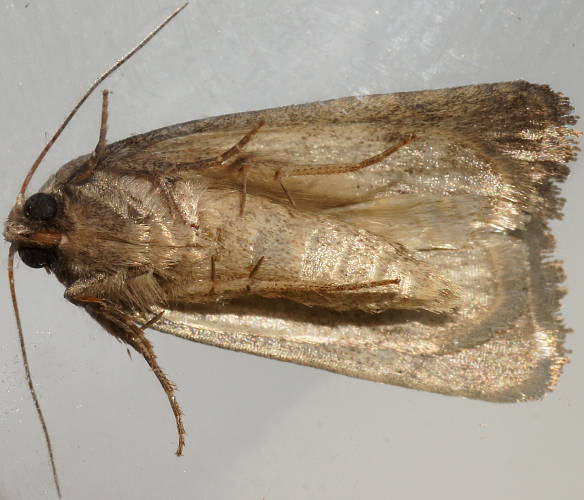 Spotless Owlet Moth (Thoracolopha acontoura)