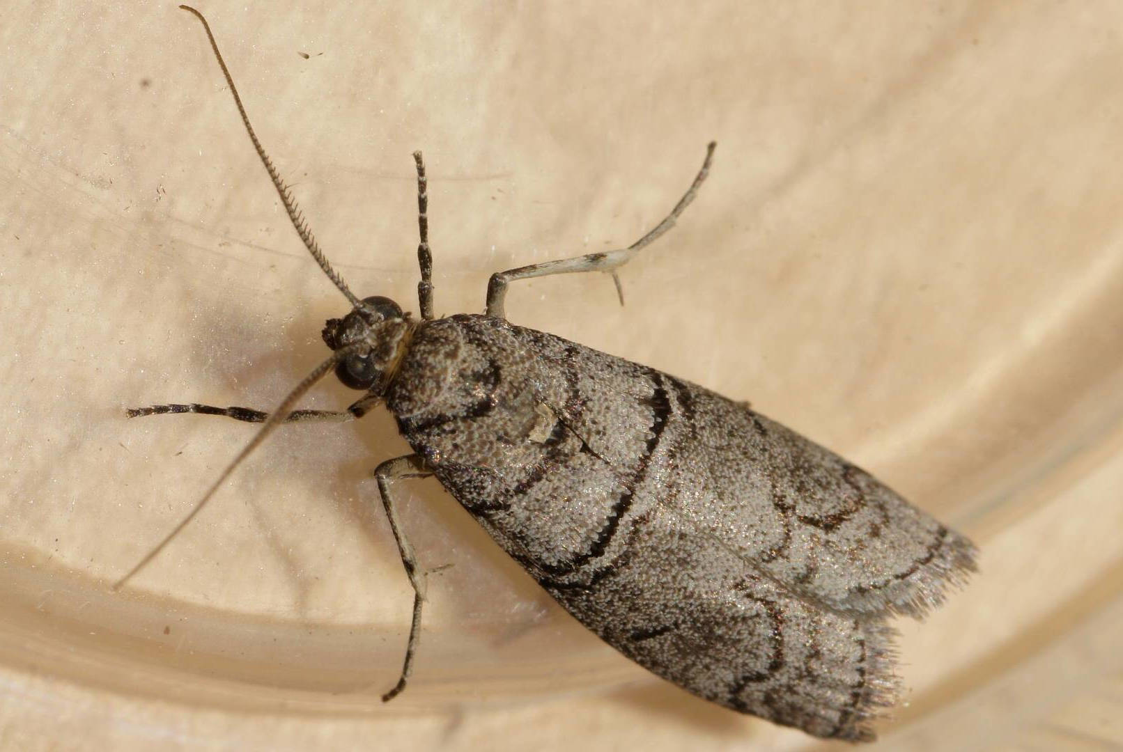 Almella Frass Moth (Ctenomeristis almella)