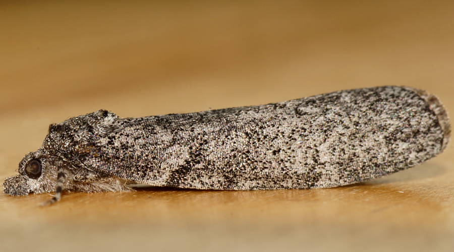 Stippled Line-moth (Smyriodes trigramma)