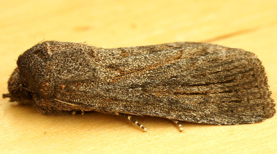 Tasmanian Cutworm Moth (Dasygaster padockina)