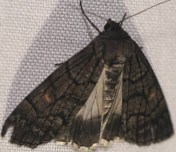 Dark Line-moth (Stibaroma sp ES01)