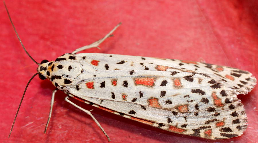 Halgania Moth (Utetheisa pulchelloides)