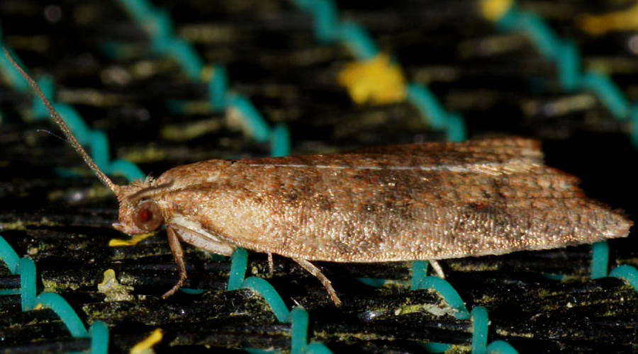 Tortrix Moth (Anisogona similana)